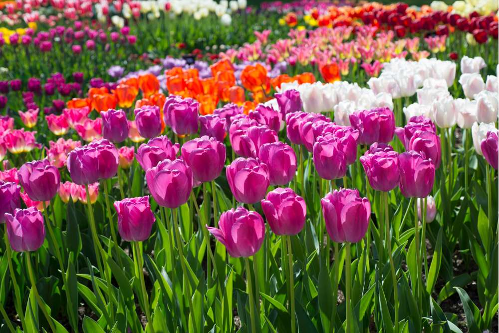 Tulpan 'Purple Pride' (Storköp) – 80 lökar
